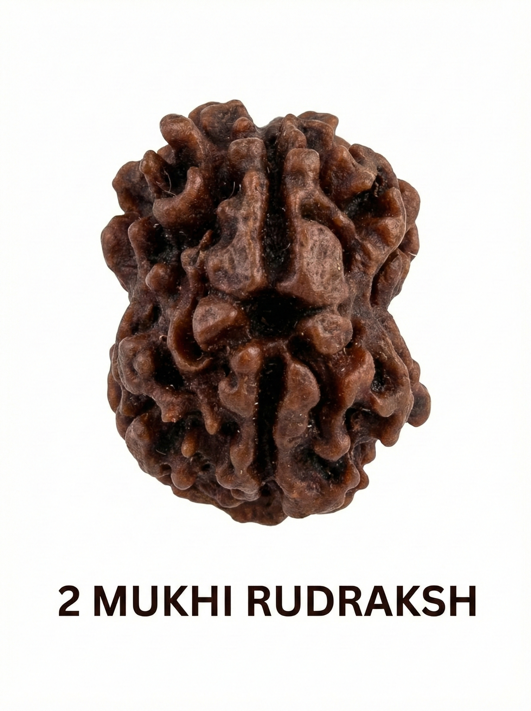 2 Mukhi Rudraksha: Benefits, Significance, Mantra, Wearing Method & Complete Guide