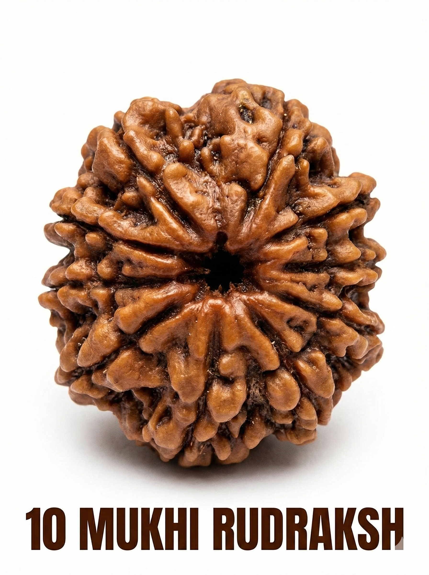 10 Mukhi Rudraksha – Full Seed, Fully Matured & Natural
