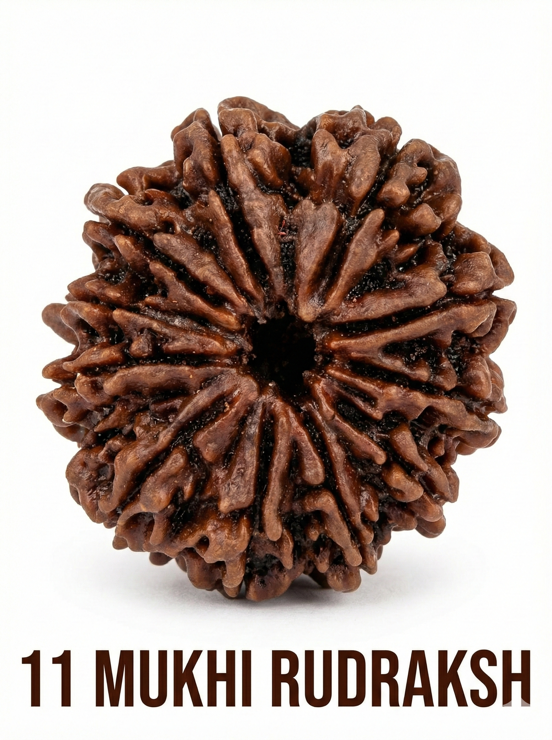 11 Mukhi Rudraksha: Benefits, Significance, Mantra, Wearing Method & Complete Guide