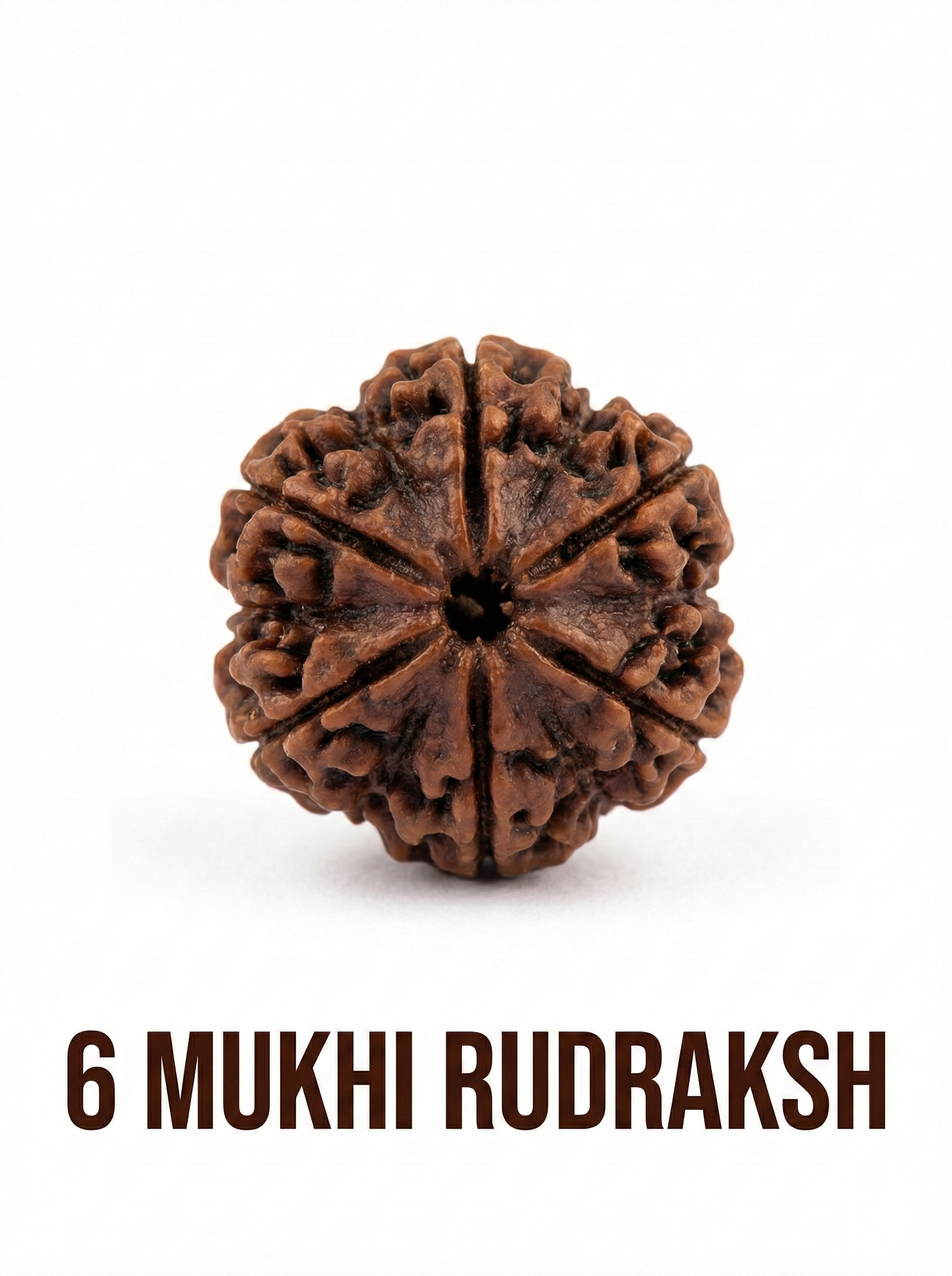 6 Mukhi Rudraksha: Benefits, Significance, Mantra, Wearing Method & Complete Guide