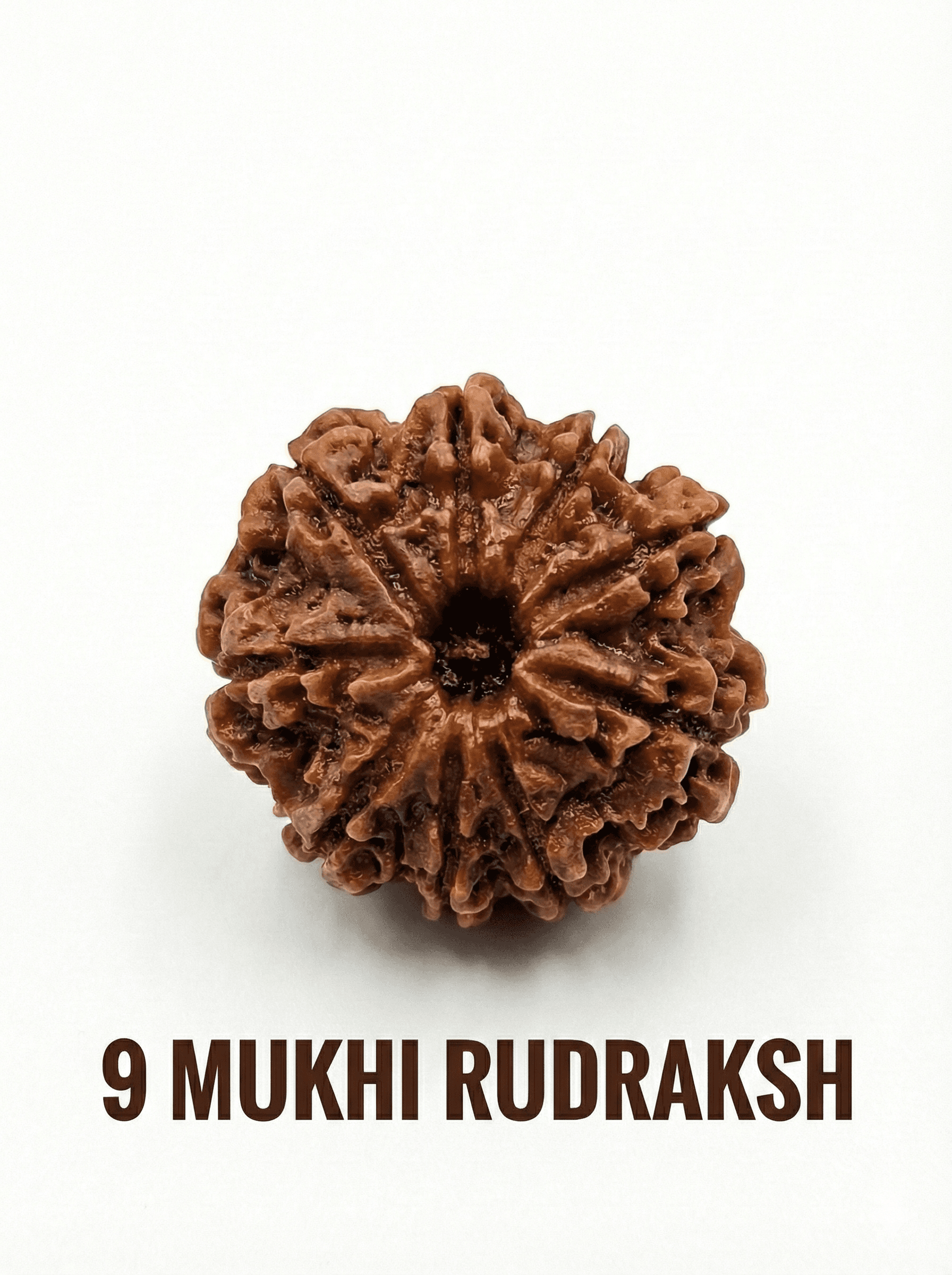 9 Mukhi Rudraksha: Meaning, Benefits, Significance &amp; How to Wear