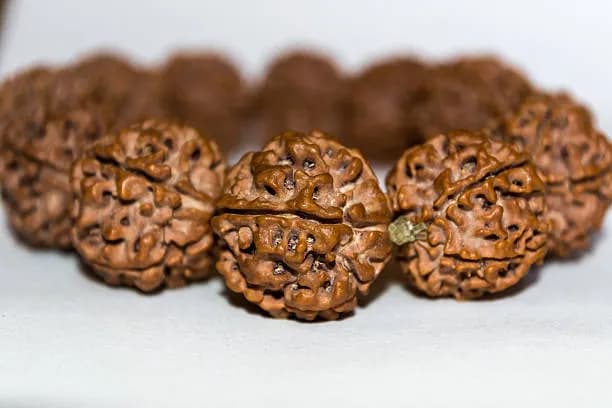 5 Mukhi Rudraksha (Original Nepali Rudraksh)